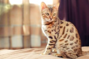 Gato Bengal