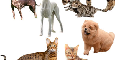 como-ganhar-dinheiro-com-pets-os-cachorros-e-gatos-mais-caros