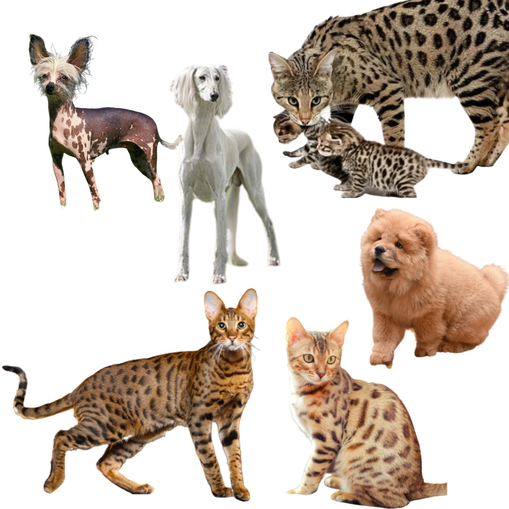 como-ganhar-dinheiro-com-pets-os-cachorros-e-gatos-mais-caros