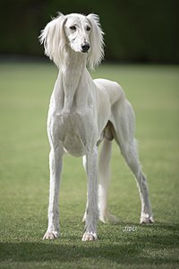 Saluki