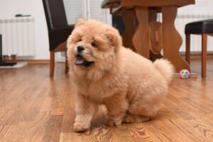 Chow Chow