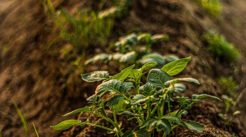 compostagem-e-venda-de-adubo-organico